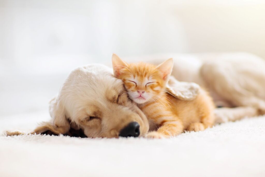 Hund und Katze schlafen auf einem Teppich